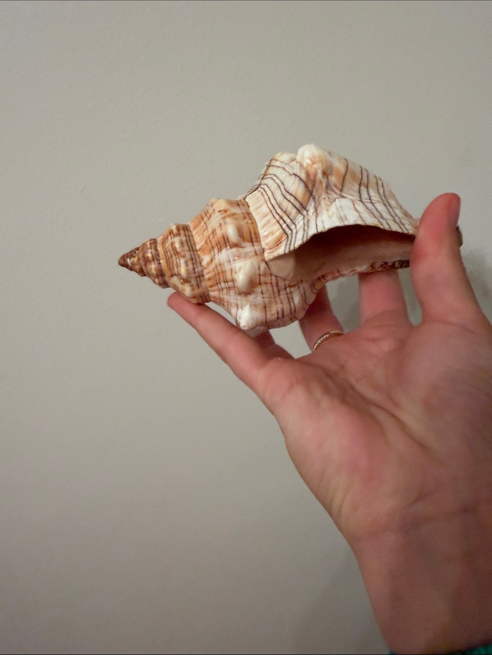 Natural Sea Conch Shell - Cream and Brown - Picture 3 of 5